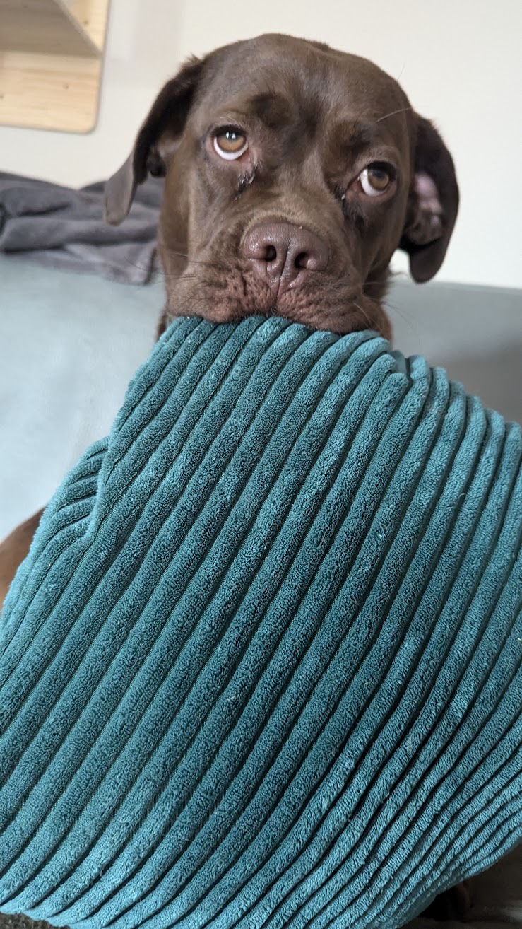 Mila präsentiert ein Geschenk.